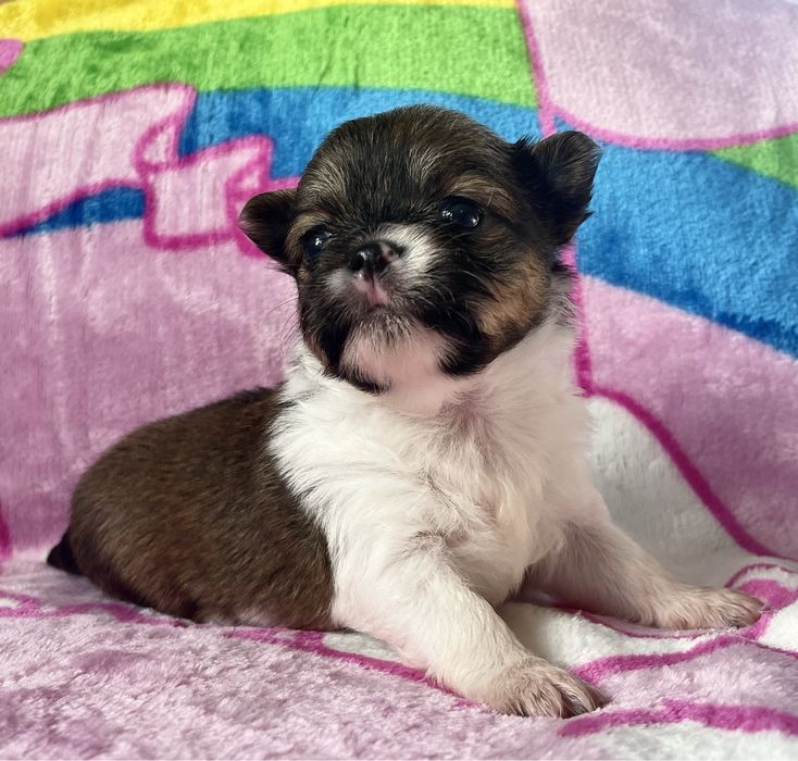 Chihuahua Cudny piesek dlugowlosy KOKO