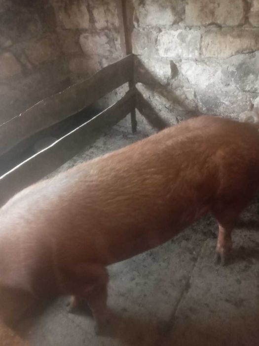 Продається хряк породи дюрок