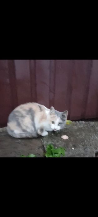 Котенок девочка бесплатно. котята. кошка. кошечка. отдам даром