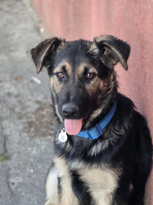 Suczka 5 mc do adopcji