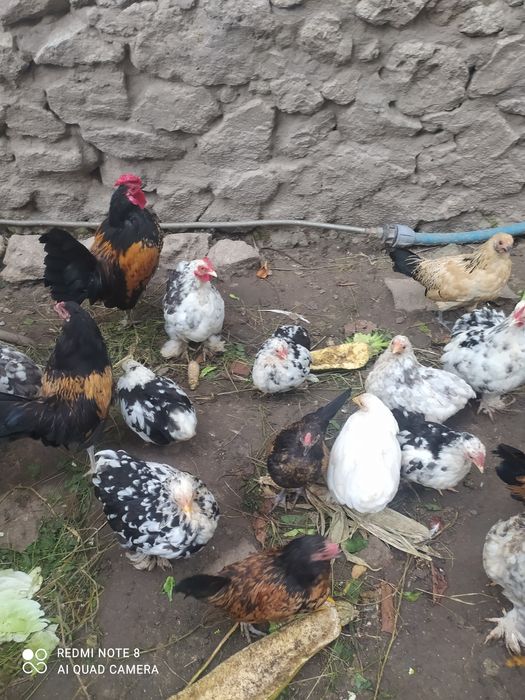 Карликові   кури