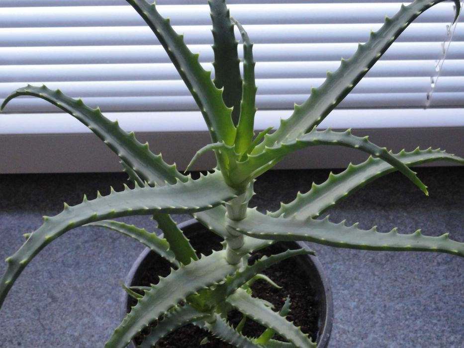 żyworódka aloes roślina lecznicza kwiaty doniczkowe