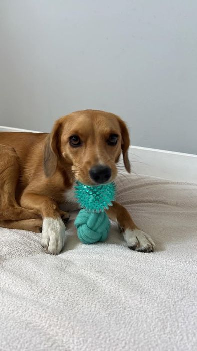 Czy Fanta dostanie szansę