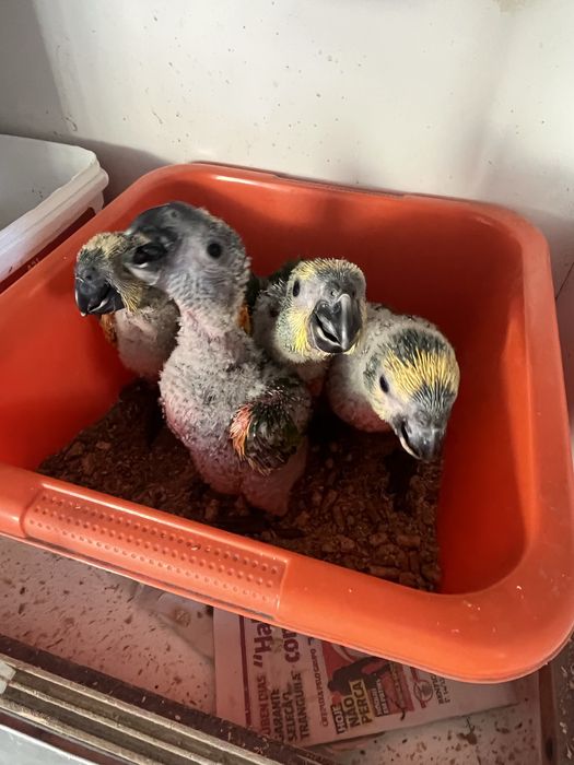 Papagaio amazona Aestiva aestiva