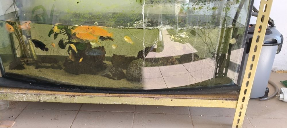 Pyszczaki dorosłe i młode różne