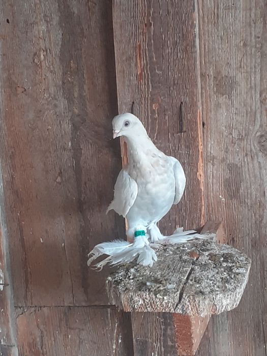 Gołębie ozdobne blauwindry