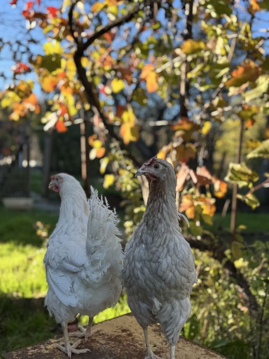 Куры несушки ломан сенди