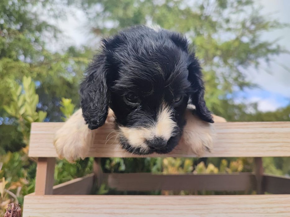 Cocker spaniel inglês macho