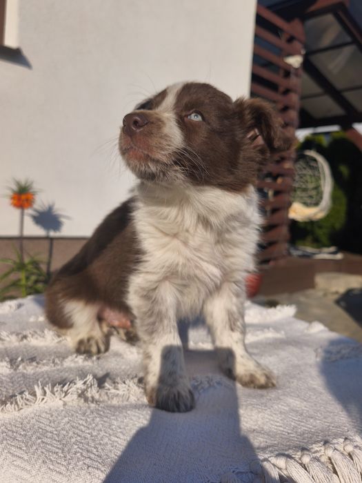 BORDER collie, border, border hill, Ramos, Brązowo biały, pies