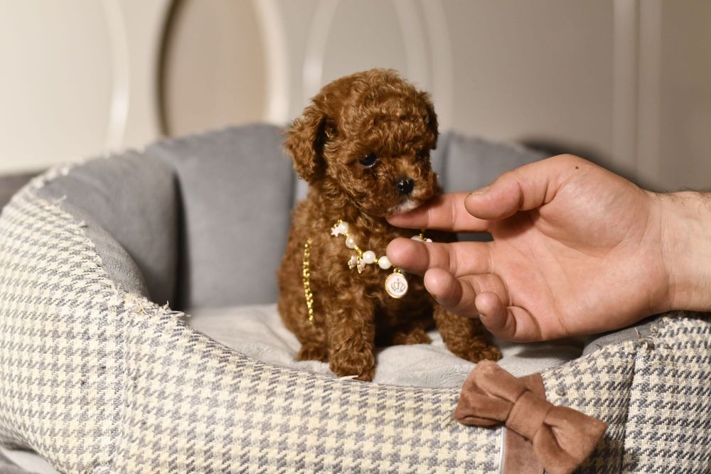 Pudel Teacup wyjątkowa dziewczynka RED BROWN CHINESE LINE XXS