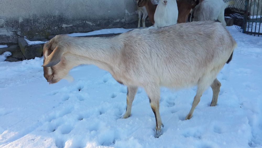 Коза 2.5р безрога та спокійна, наротить 09.02.26р.