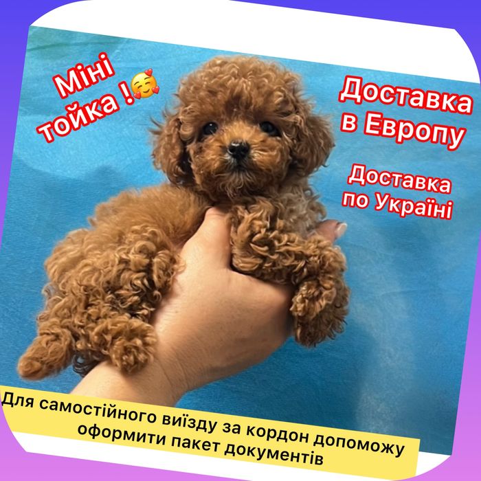 __Тойчик Тойчик  ‼️ хлопчик Китай‼️