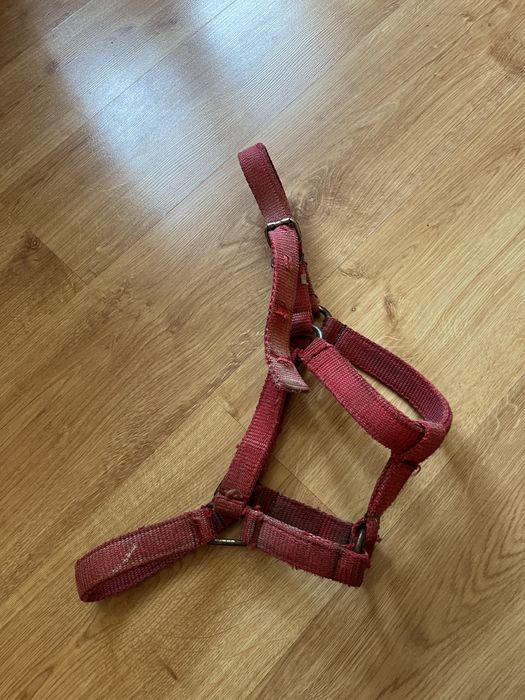 Kantar pony czerwony