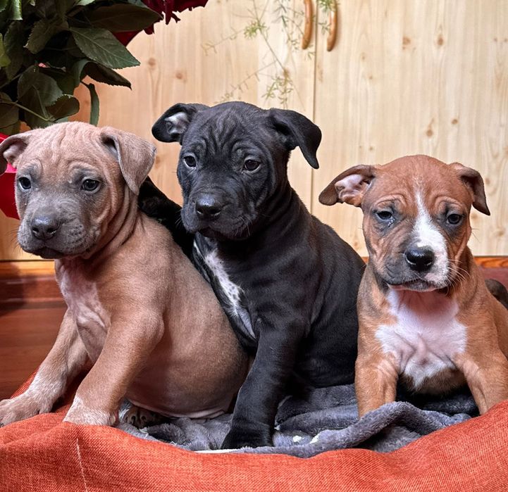 АСТ цуценята  з документами