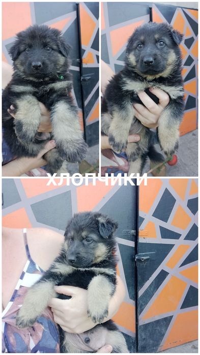Цуценята німецької вівчарки