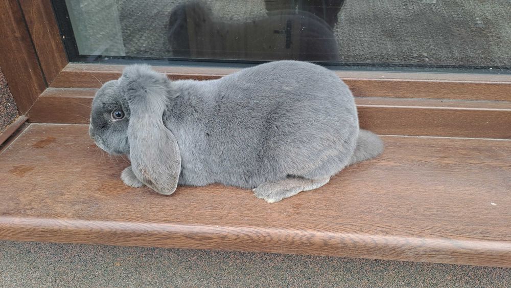 Samica Francuski Baran niebieski