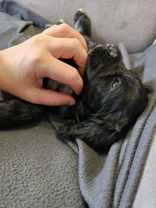 Czarna Suczka Cockier Spaniel Angielski
