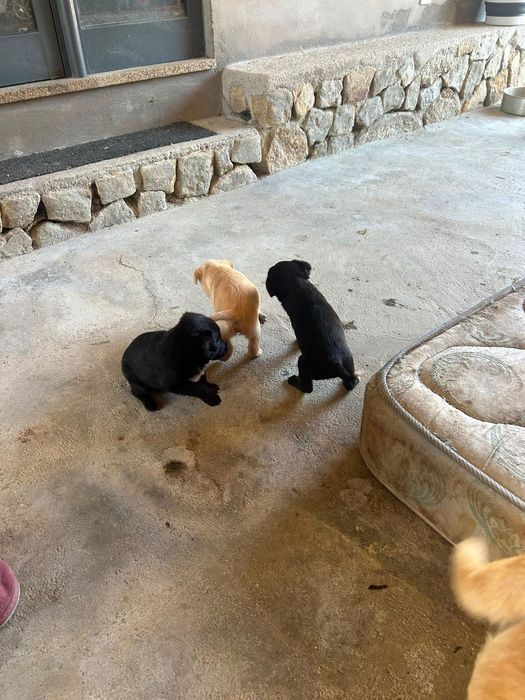 Cães bebés para adoção responsável