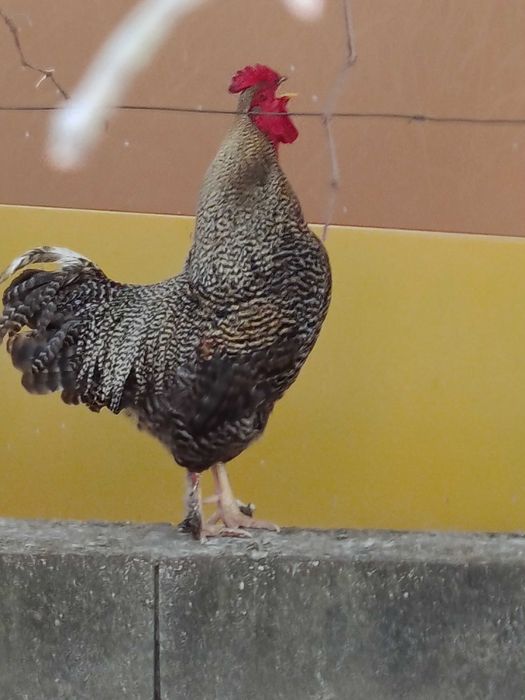 Galos criados ao livre.