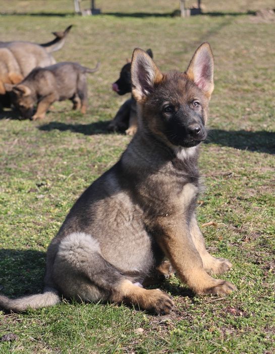 Owczarek niemiecki linia użytkowa