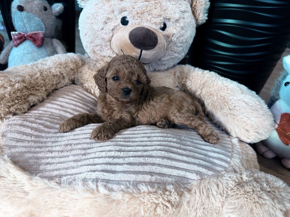 Cavapoo F1b sunia mini
