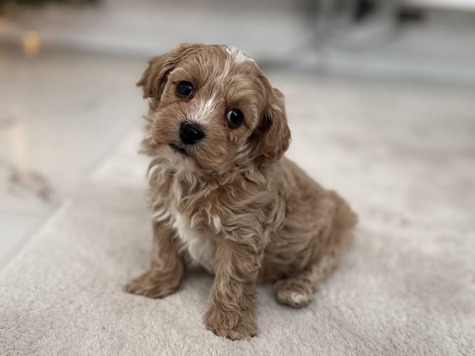 Maltipoo - piesek ;)