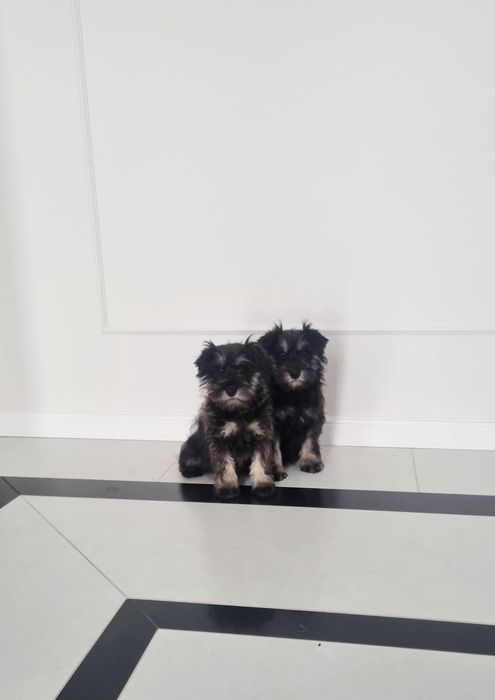 Sznaucer miniaturowy suczka