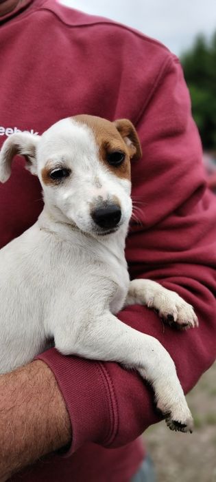 Jack Russell Terrier suczka Ur. 1.03.2026r.