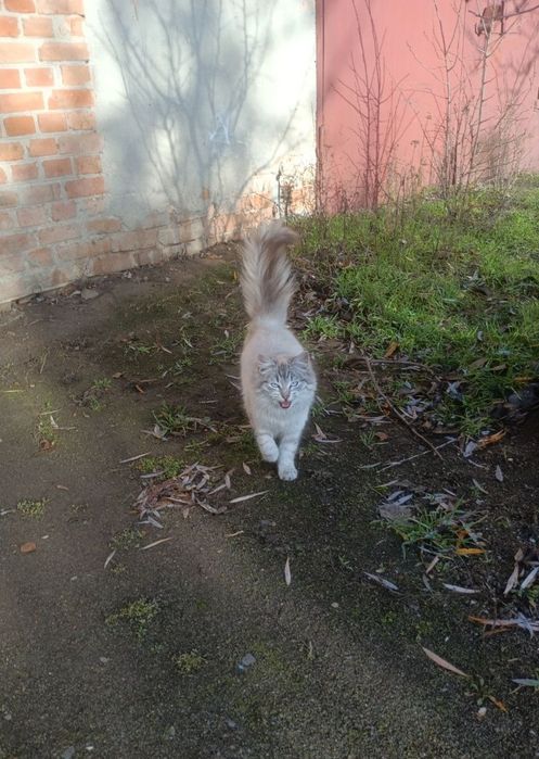 Котики підлітки!! Шукають своїх ЛЮДЕЙ!!