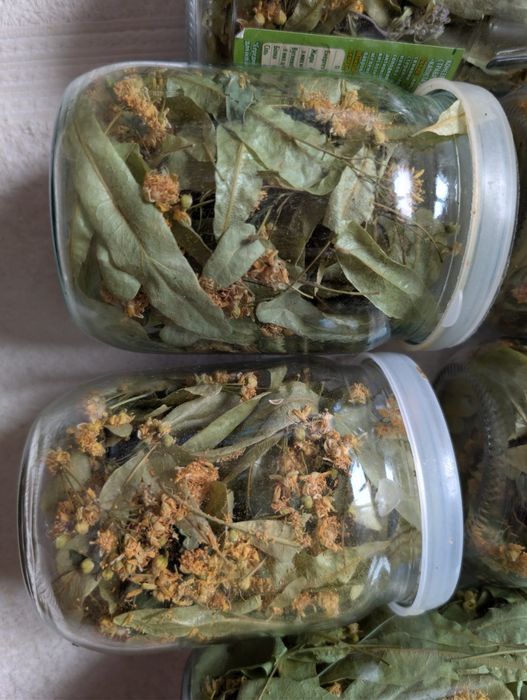 Липа лікувальна  (цвіт та лист)