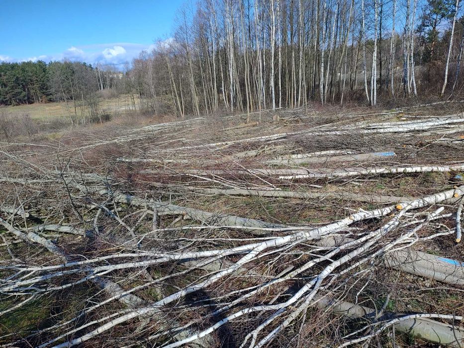 Wycinki  pielegnacje drzew rębak karczowanie wywóz gałęzi pilarz drwal