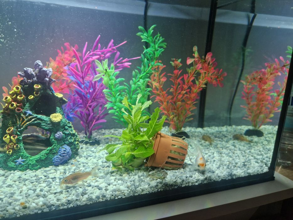 Akwarium  60x30x30