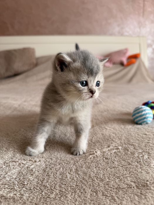 Шотландські кошенята