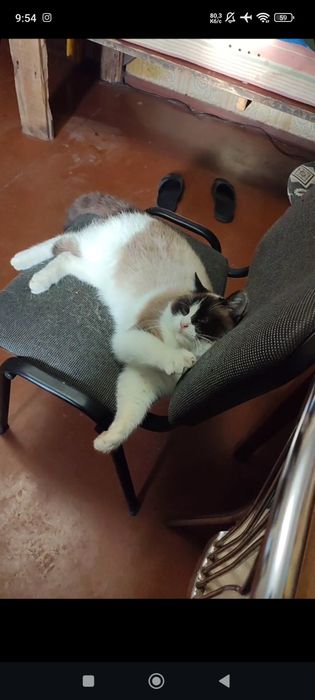 Пропал КОТ, кличка ФРЭЙ