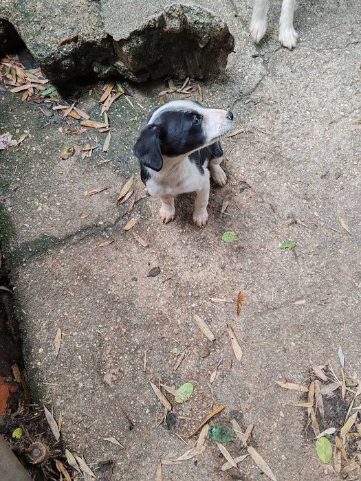 Linda canídea, será doada a quem tiver condições e gostar dela