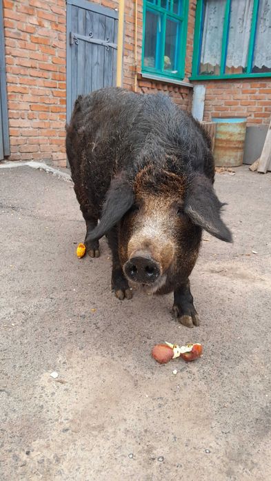 Продам поросят породи Мангал