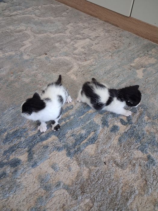 Gatos para adoção