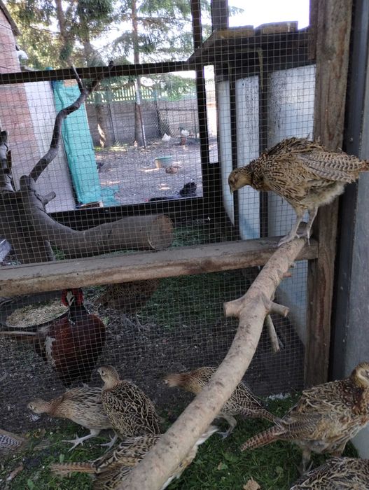 bazanty polne, srebrne i melanistyczne tegoroczne