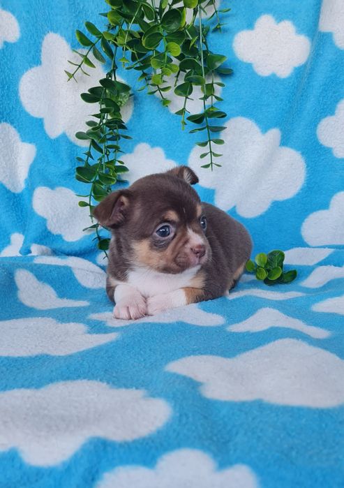 Excelente mini menina Chihuahua/Chiuaua de Qualidade, Linhagem Russa