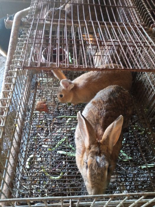 Vendo coelhos de carne xxxxxxxxxxxxxx