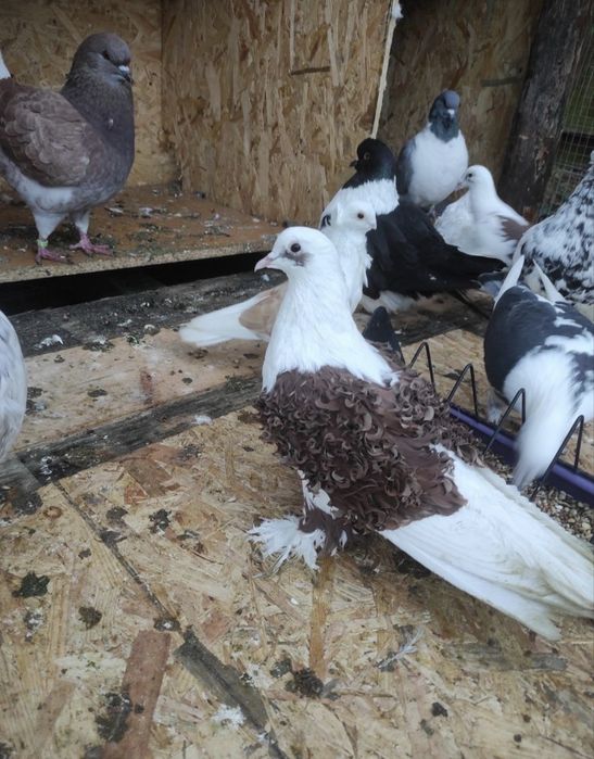 Wymienię gołębie loczki