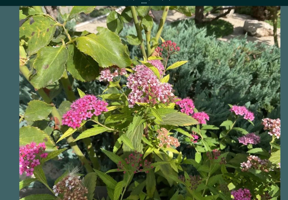 Розы,— Шакира, Свитнес , Овсяница голубая, спирея