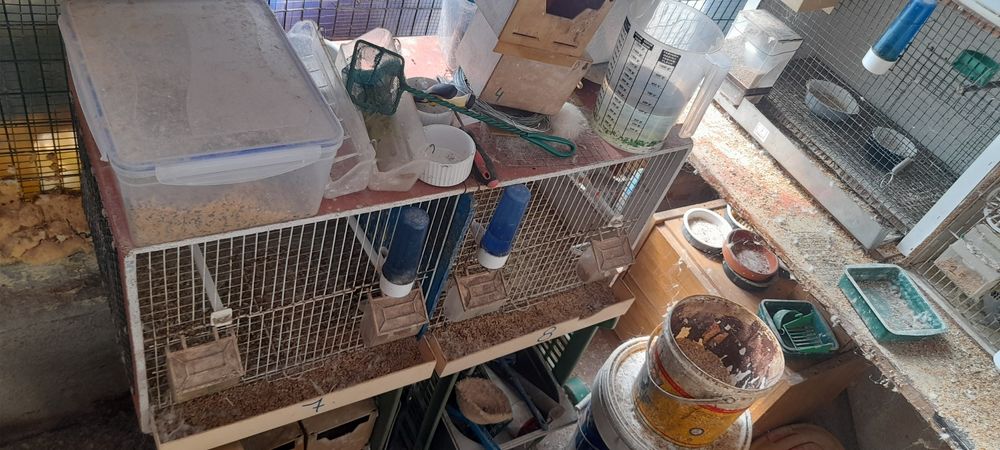 Vendo 3 gaiolas completa