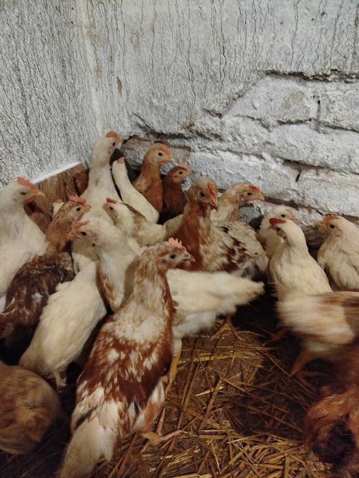 Młode koguty Leghorn / koguty młode mix