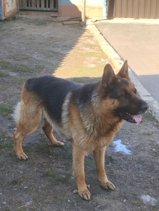 В'язка німецької вівчарки!!!