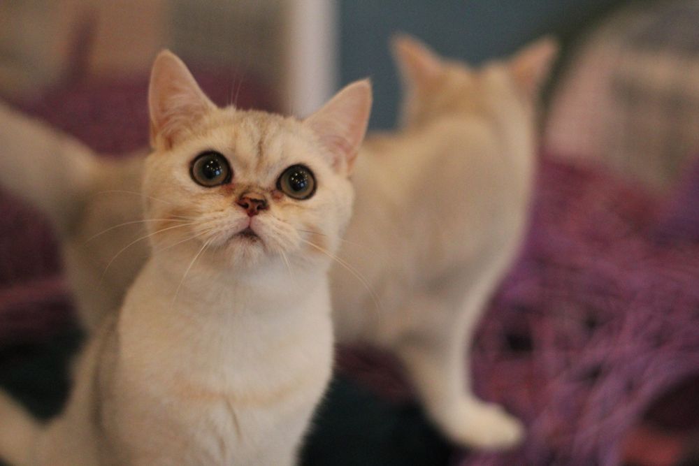 Супер-няшка симпатяшка