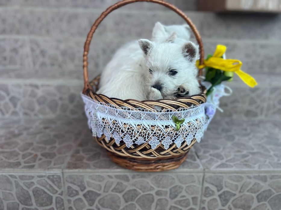 Вест хайленд вайт терьер