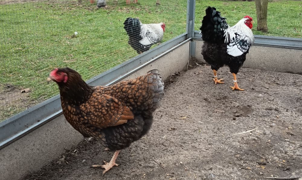Kura +Kogut Wyandotte, olbrzymie, młode z 2025r
