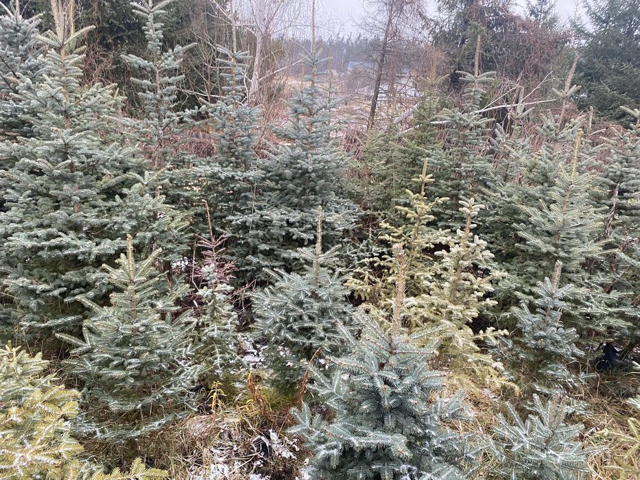 ялинки голубі живі