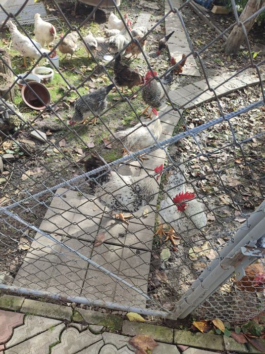 Живий півень великий